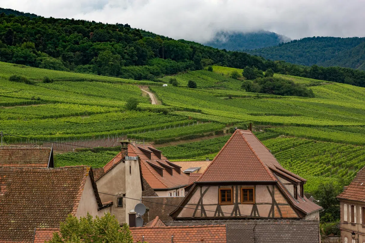 A vineyard road near Dambach-la-Ville in Alsace