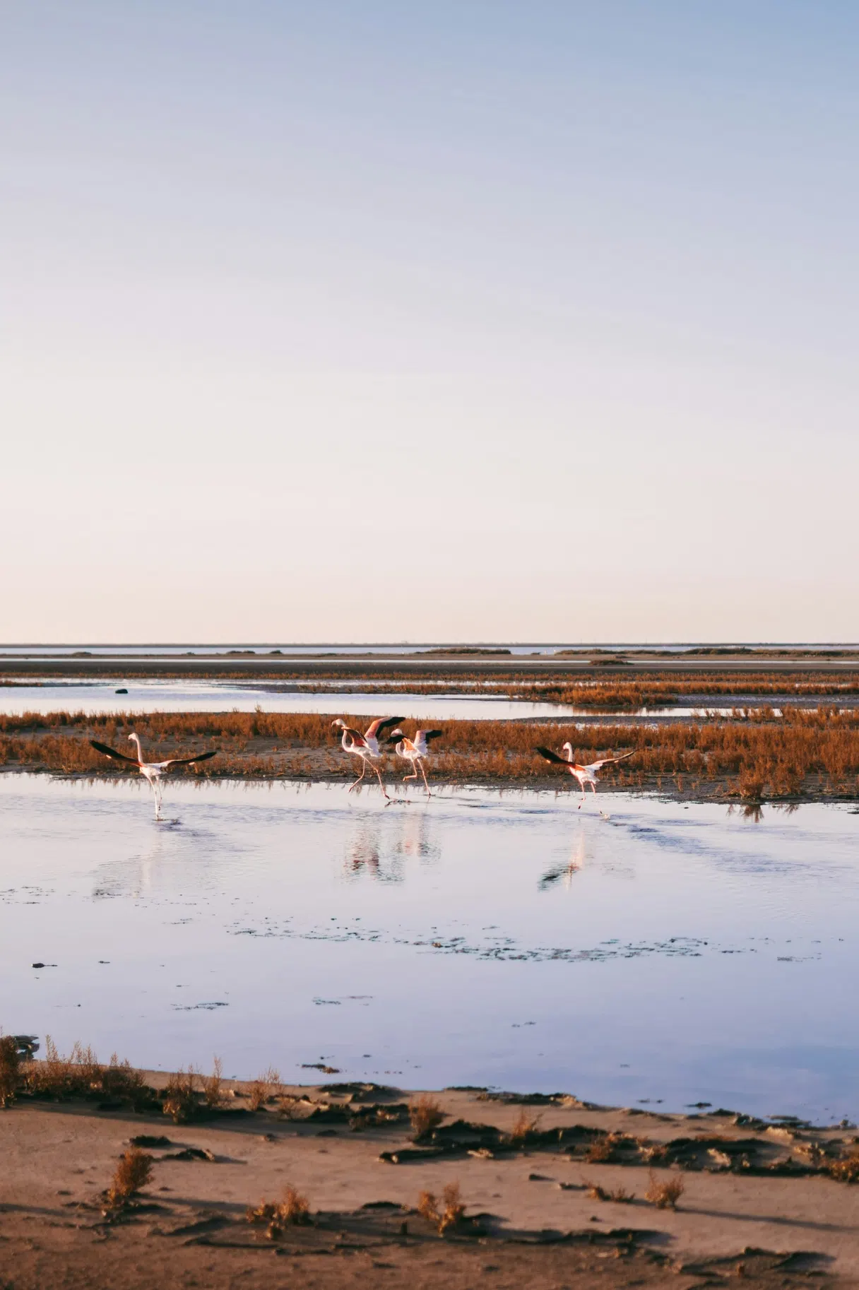 Camargue landscape in Provence