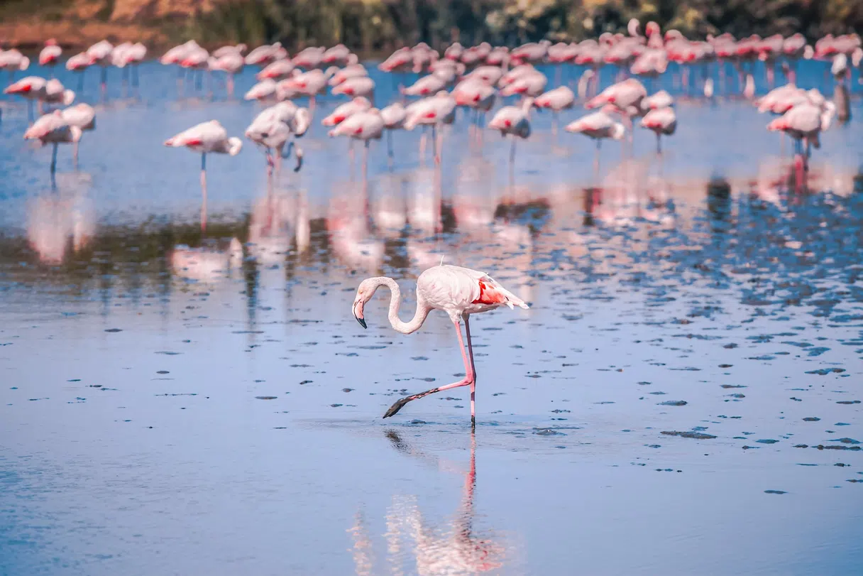 Pink flamingos in the wetlands of the Camargue