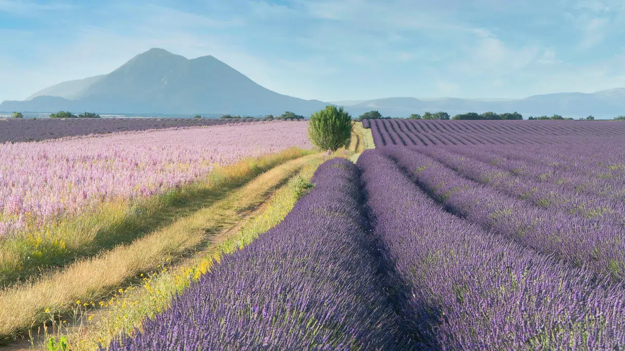 Lavender fields in Provence under a summer sky