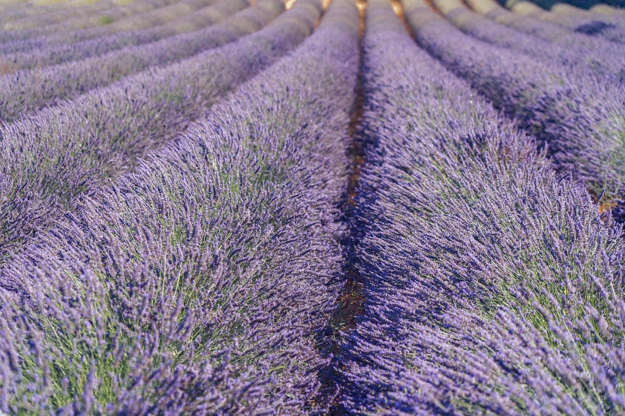 Lavender landscape in Provence