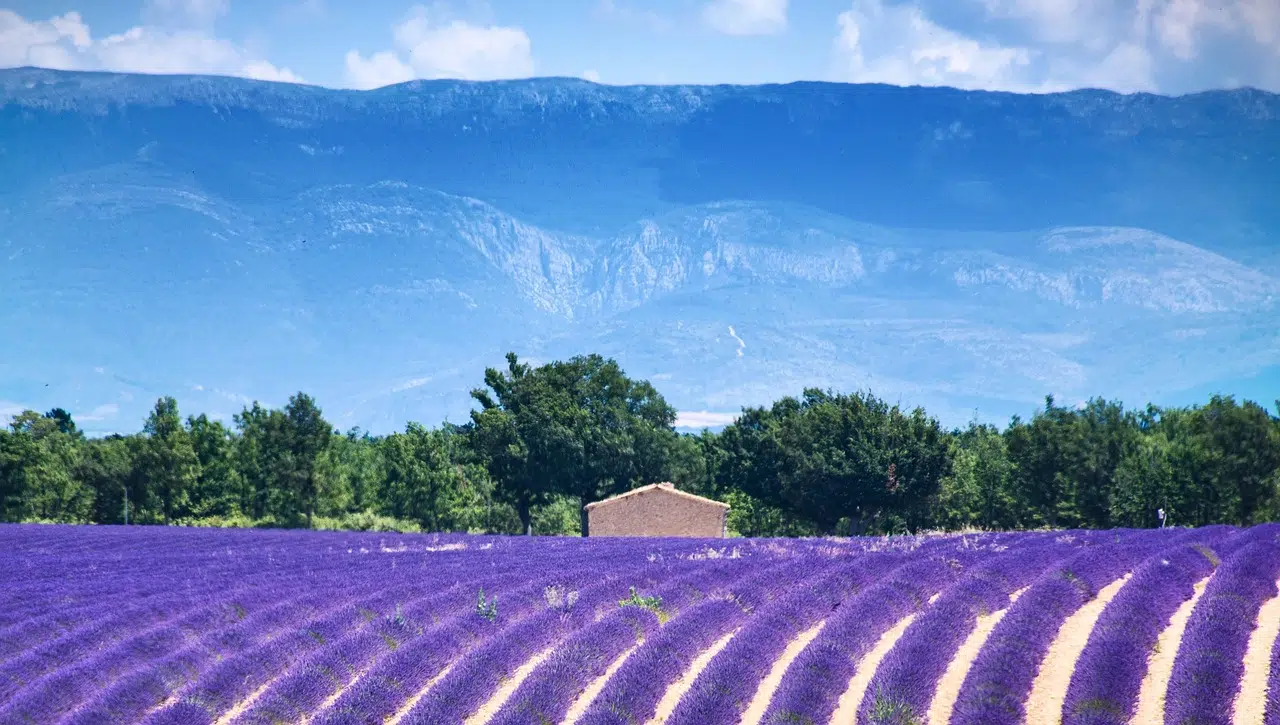 Lavender field in France during early summer