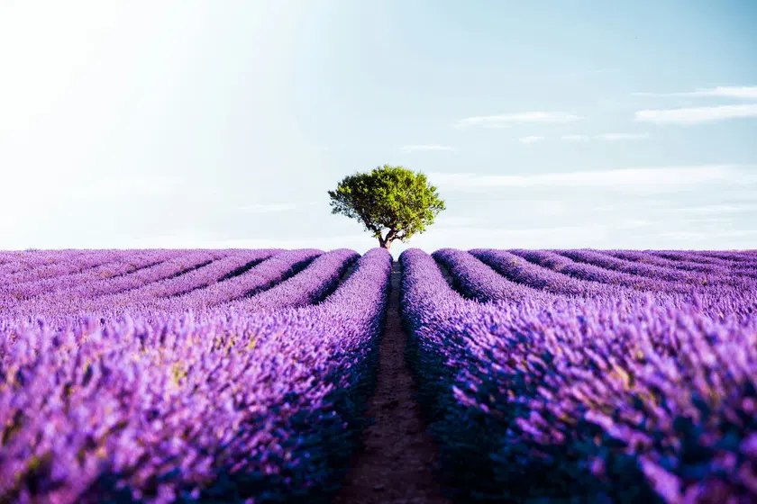 Lavender fields on the Valensole plateau