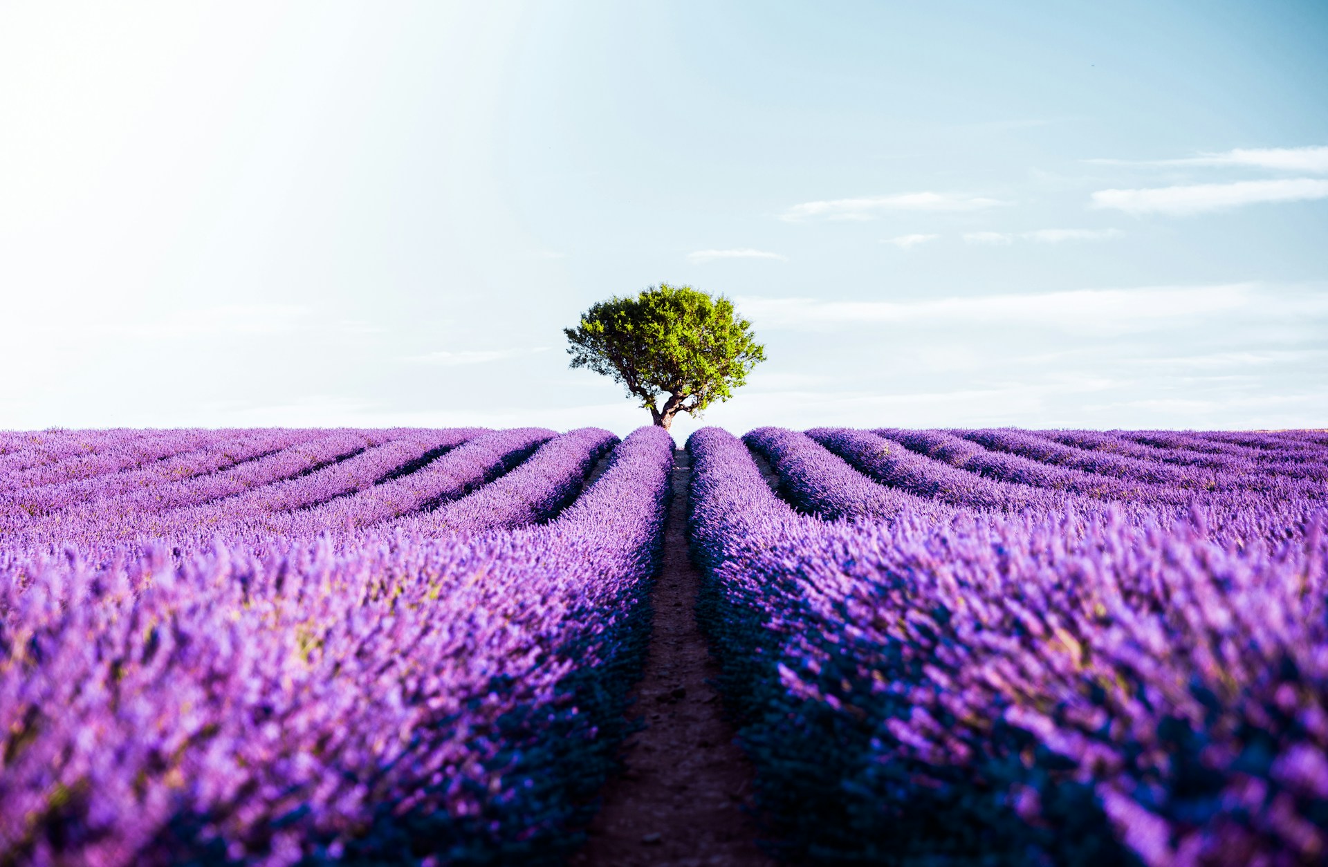 Lavender fields on the Valensole plateau in Provence