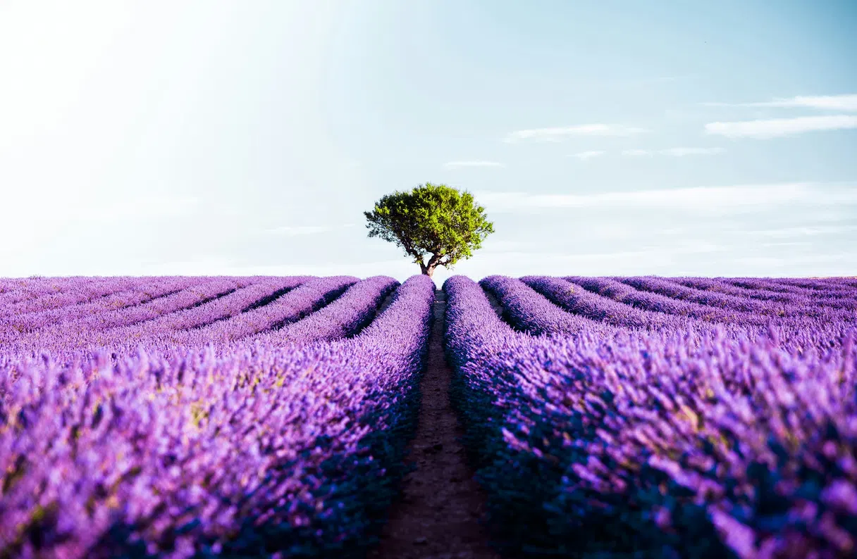 Lavender fields in bloom around Valensole in Provence
